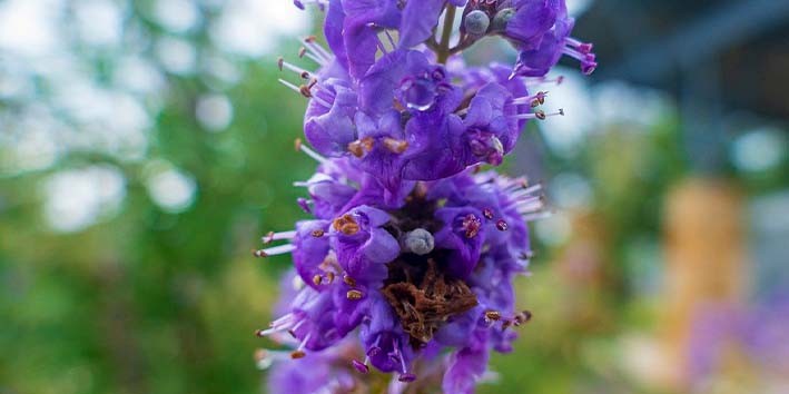 Vitex castus o que ?